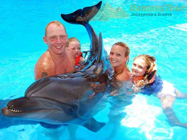 dolphin-show